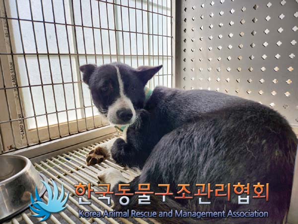 종료(반환) 믹스견…